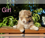 Puppy Puppy 1 Australian Shepherd