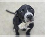 Small American Pit Bull Terrier Mix