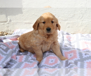 Golden Retriever Puppy for sale in SHILOH, OH, USA