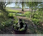 Puppy Emerald Siberian Husky