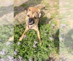 Small #2 Boxer-Chihuahua Mix