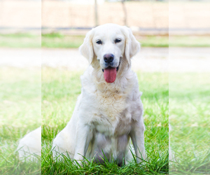 Mother of the English Cream Golden Retriever puppies born on 05/07/2026