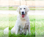 Small Photo #1 English Cream Golden Retriever Puppy For Sale in SYRACUSE, IN, USA