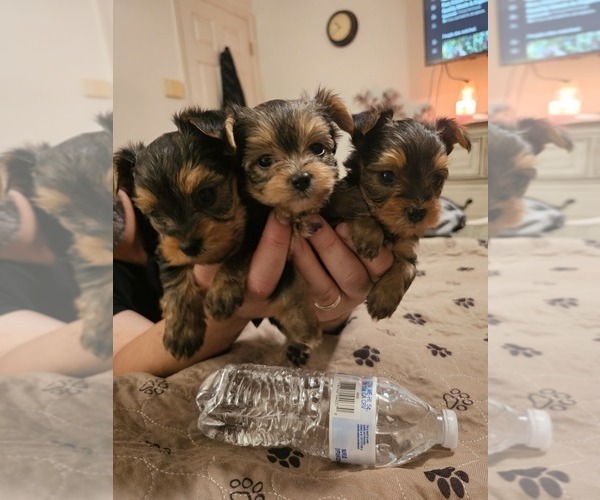Medium Photo #1 Yorkshire Terrier Puppy For Sale in SALEM, OR, USA