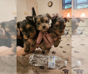 Yorkshire Terrier Puppy for sale in SALEM, OR, USA