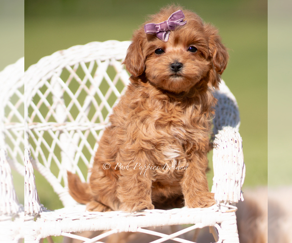 Medium Photo #2 Maltipoo (Miniature) Puppy For Sale in WARSAW, IN, USA