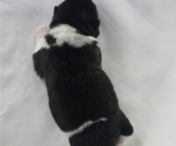 Medium Photo #4 Akita Puppy For Sale in STRAFFORD, MO, USA