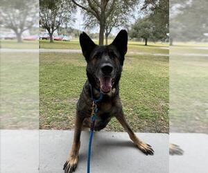 German Shepherd Dog Dogs for adoption in Vero Beach, FL, USA