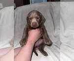 Puppy Covie Labrador Retriever