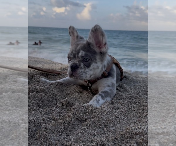 Medium Photo #13 French Bulldog Puppy For Sale in MIAMI, FL, USA