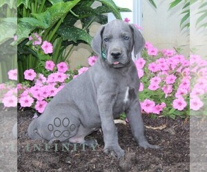 Great Dane Puppy for sale in BROGUE, PA, USA