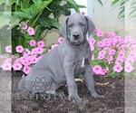 Image preview for Ad Listing. Nickname: Hank