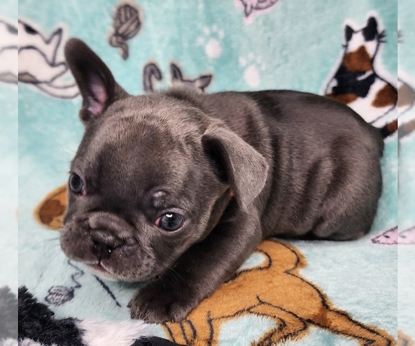 Medium Photo #6 French Bulldog Puppy For Sale in SALEM, OR, USA
