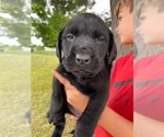 Small Mastador