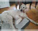 Small Photo #1 Irish Dane Puppy For Sale in BRIMFIELD, MA, USA