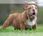 Small #8 Bulldog