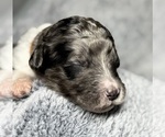 Small Photo #8 Goldendoodle Puppy For Sale in HOWARD CITY, MI, USA