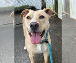 Small #1 Labrador Retriever Mix