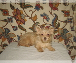 Image preview for Ad Listing. Nickname: Goldie Girl
