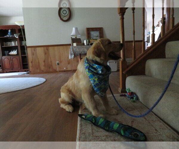 Medium Photo #10 Golden Retriever Puppy For Sale in MECHANICSVILLE, MD, USA