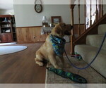 Small #9 Golden Retriever