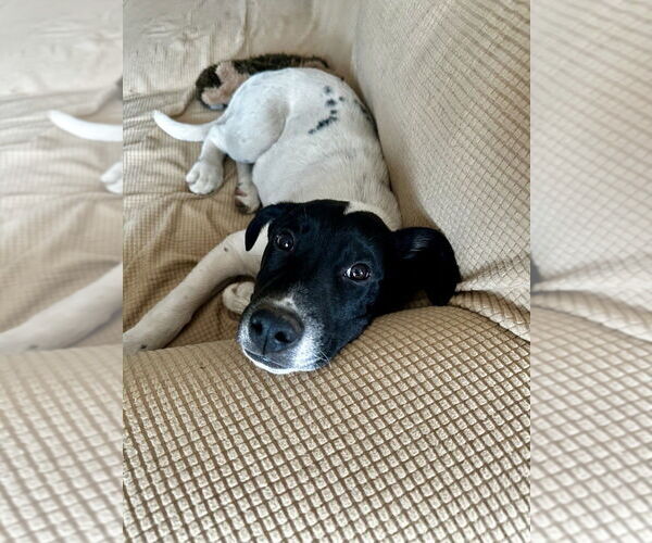 Medium Photo #6 Border Collie-Pointer Mix Puppy For Sale in Raleigh, NC, USA
