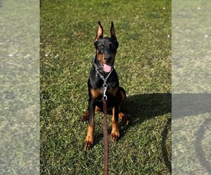 Doberman Pinscher Puppy for sale in PENSACOLA, FL, USA