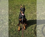 Small Doberman Pinscher