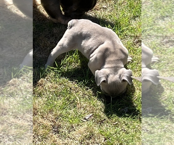 Medium Photo #4 French Bulldog Puppy For Sale in GRIFFIN, GA, USA
