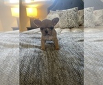 Small Photo #3 French Bulldog Puppy For Sale in STKN, CA, USA