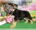 Small German Shepherd Dog