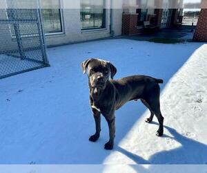 American Staffordshire Terrier-Unknown Mix Dogs for adoption in Grand Prairie, TX, USA