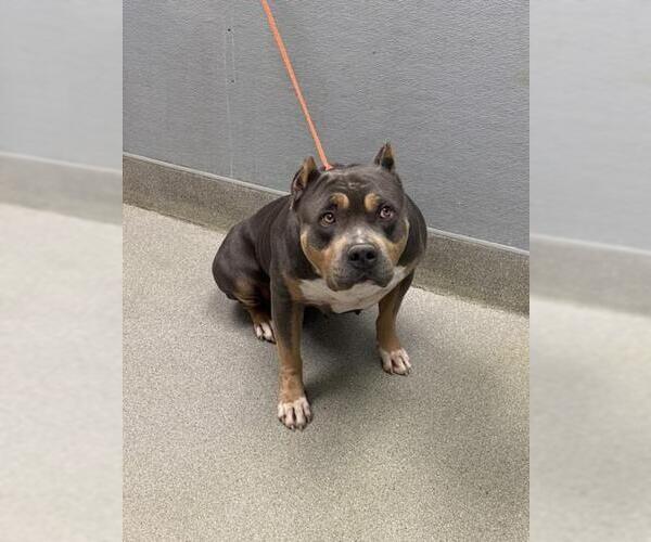 Medium Photo #1 American Pit Bull Terrier-Unknown Mix Puppy For Sale in Las Vegas, NV, USA