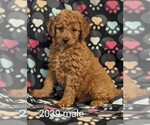 Small Photo #6 Goldendoodle-Poodle (Toy) Mix Puppy For Sale in CLARE, IL, USA