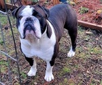 Small Photo #1 Olde English Bulldogge Puppy For Sale in ATHOL, ID, USA