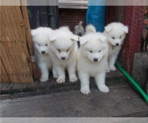 Samoyed Puppy for sale in SANFORD, CA, USA