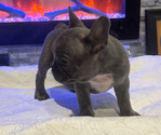 Small #3 French Bulldog