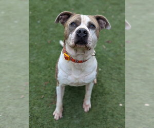 Osbourne - Male American Staffordshire Terrier-Unknown Mix Dog for Adoption - Photo #3