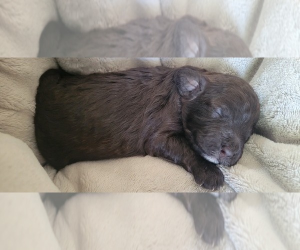 Medium Photo #6 Poodle (Toy) Puppy For Sale in MORRISON, CO, USA