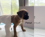 Puppy Penut Boxer