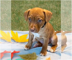 American Pit Bull Terrier-Chihuahua Mix Dogs for adoption in Polson, MT, USA