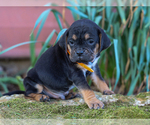 Small #3 Jug-Treeing Walker Coonhound Mix