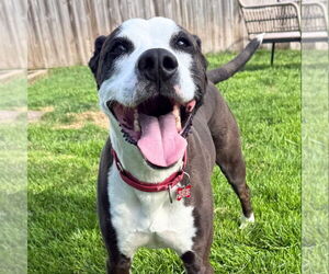 American Bulldog-Labrador Retriever Mix Dogs for adoption in Canton, CT, USA