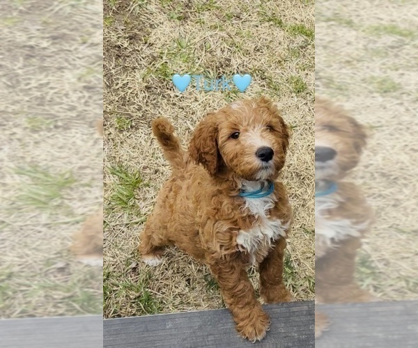 Medium Photo #3 Goldendoodle mix (+ Poodle Standard) Puppy For Sale in CLEVELAND, OH, USA