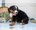 Small Photo #34 Bernese Mountain Dog Puppy For Sale in BIRD IN HAND, PA, USA