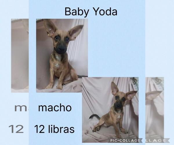 Medium Photo #8 Chihuahua-Unknown Mix Puppy For Sale in Virginia Beach, VA, USA
