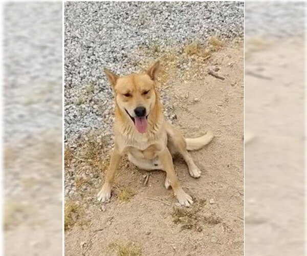 Medium Photo #2 Carolina Dog-Unknown Mix Puppy For Sale in Lake Forest, CA, USA