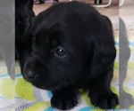Small Photo #150 Labrador Retriever Puppy For Sale in OLYMPIA, WA, USA