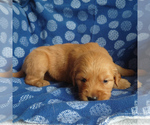 Puppy 8 Golden Retriever