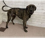Small German Shepherd Dog-Mastiff Mix